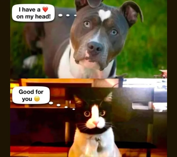 The image is a two-panel meme. The top panel shows a blue pit bull with a white heart-shaped marking on its forehead…