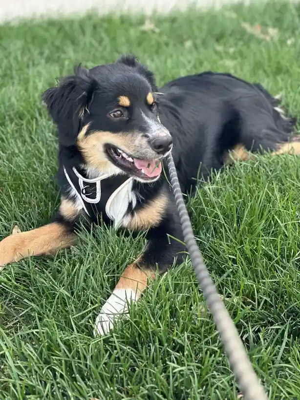 A black, tan, and white dog with floppy ears lies on green grass, wearing a black harness and holding a leash in its mouth…