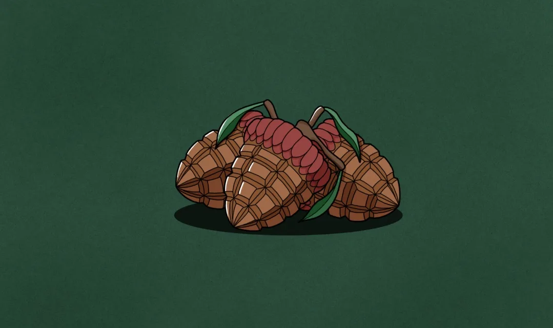 Furious Acorns Prepare for the Winter Battle!