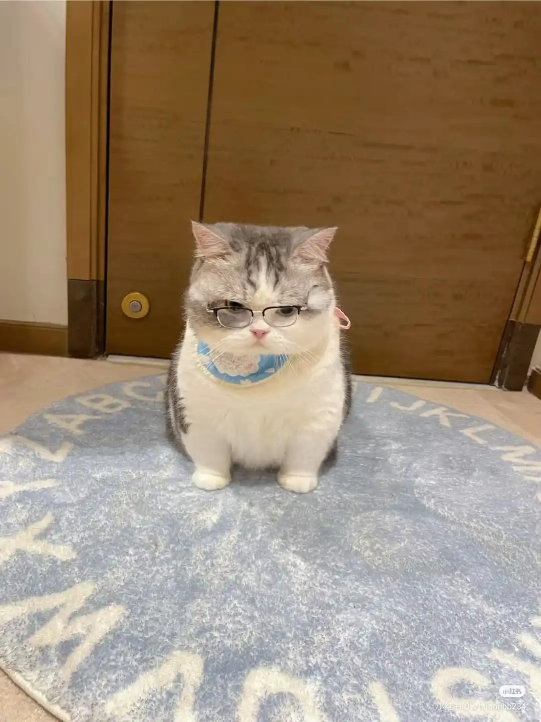 一只灰白相间的猫坐在印有字母的蓝色地毯上，戴着一副黑框眼镜和蓝色花边围巾，表情严肃，眼神略带不屑。背景是木质门和浅色地板。图片右下角有小红书水印和ID。图片上叠加的文字是‘小猫戴眼镜，表情严肃，像在说‘我有学问’’。