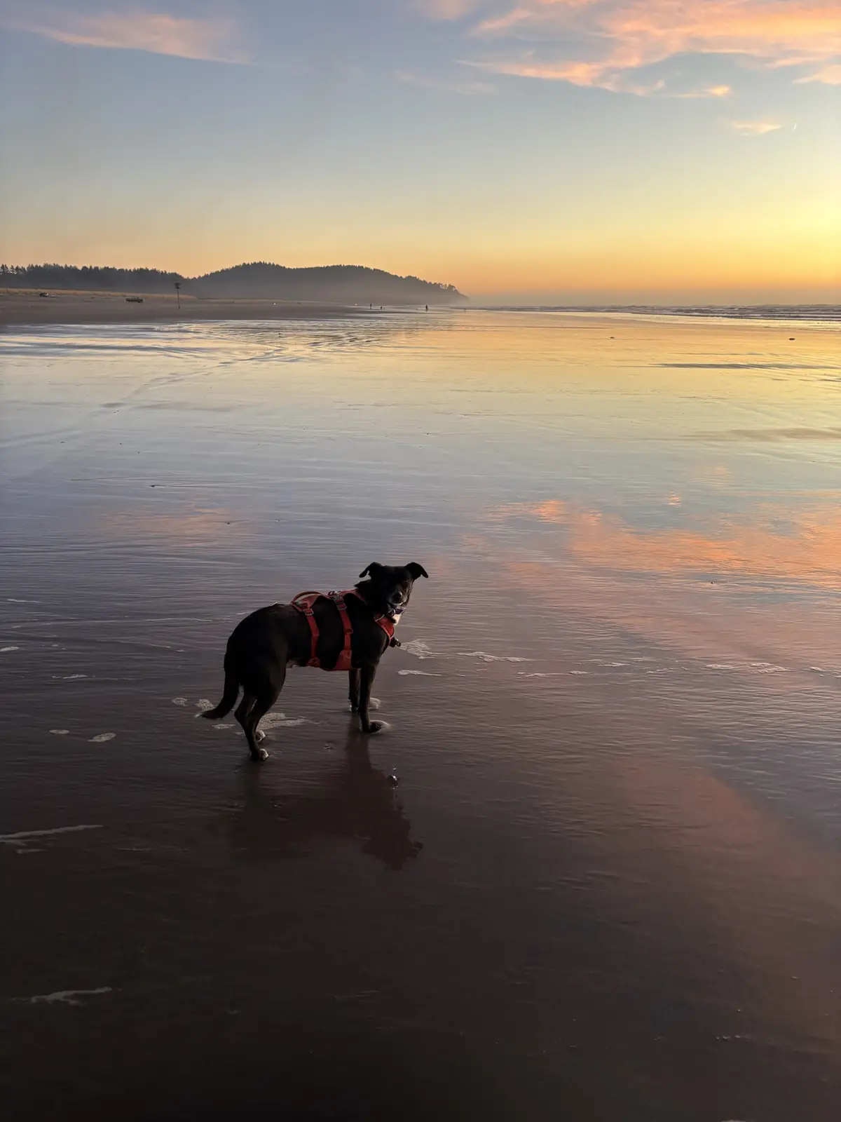 A black dog wearing an orange harness stands on a wet beach at sunset, looking directly at the camera. The sky is painted…