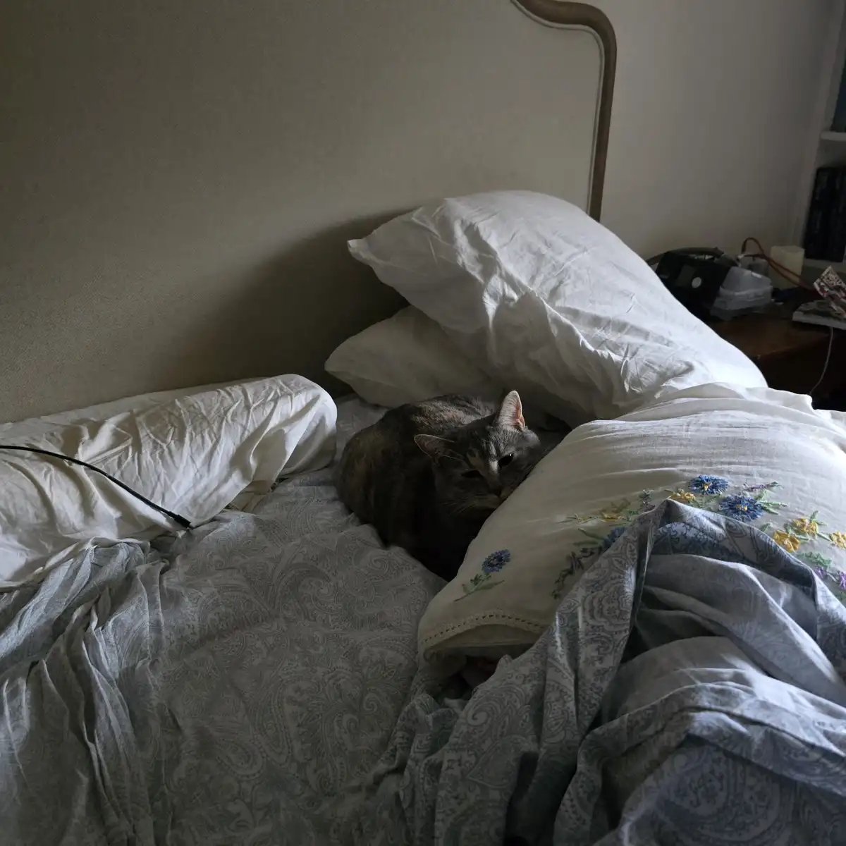 A Daily Cat Picture to Help You Through Life's Challenges