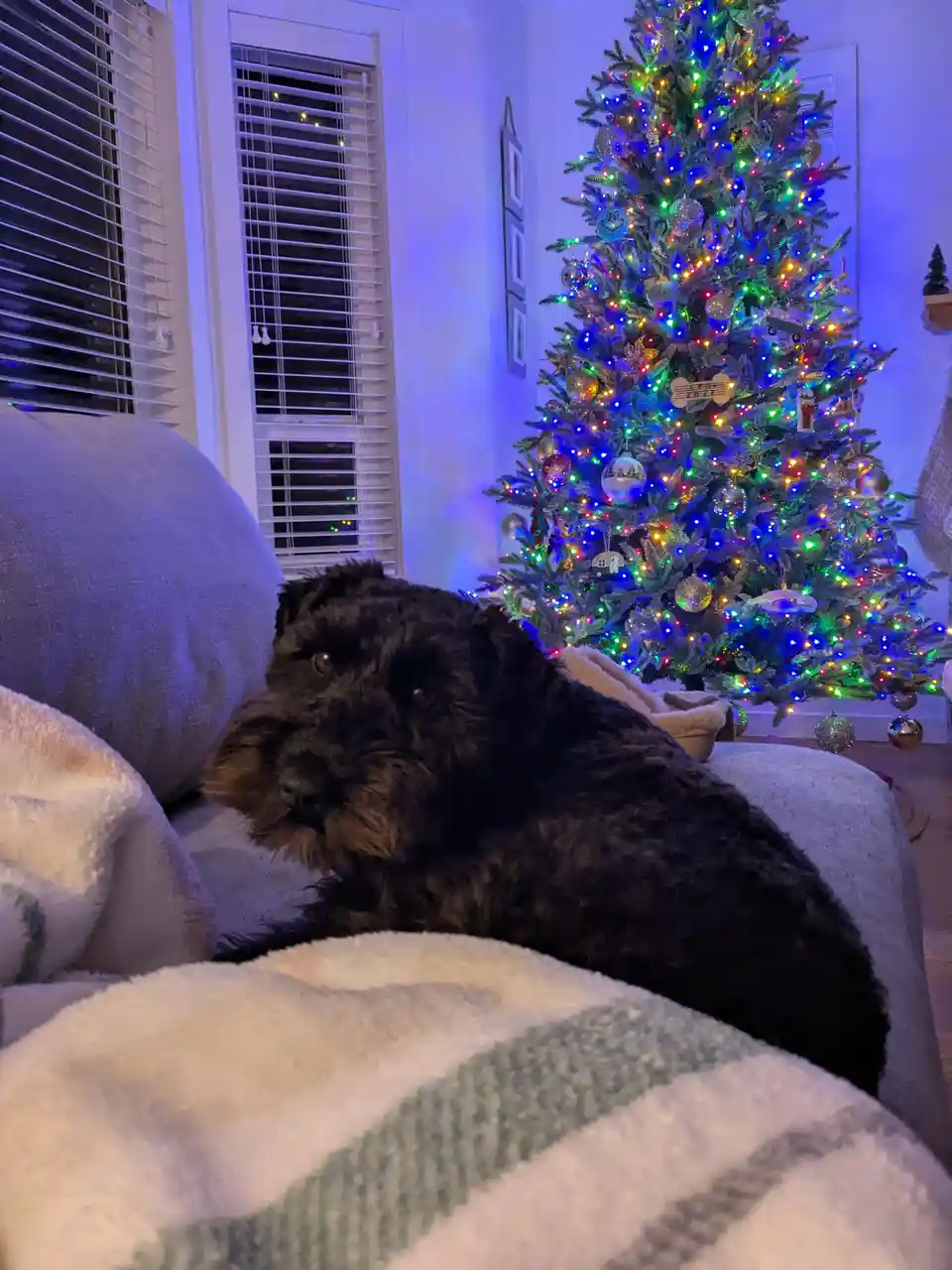 A black, shaggy dog with a grumpy expression lies on a couch next to a brightly lit, multi-colored Christmas tree. The dog…