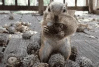 A sequence of six nearly identical images shows a gray squirrel sitting upright on a wooden deck, surrounded by pinecones…