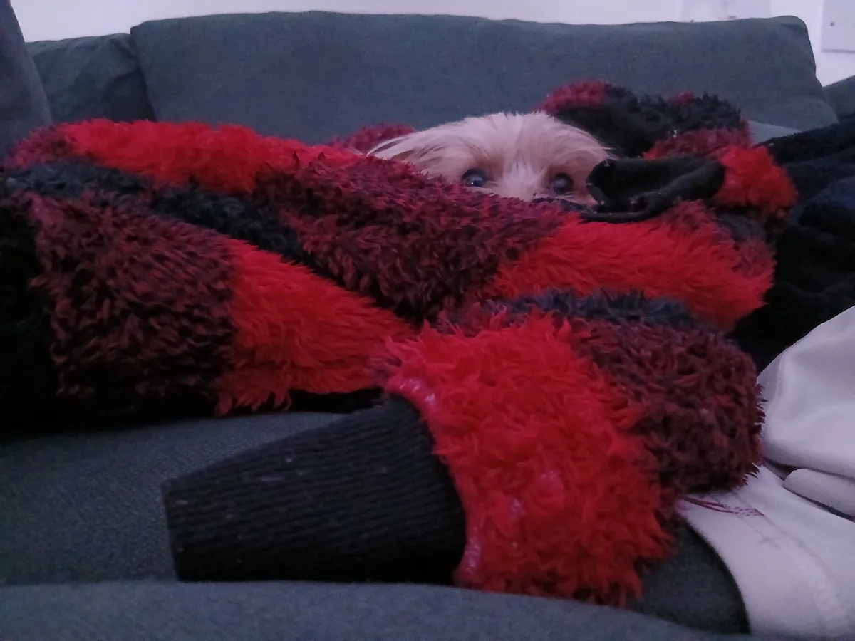 A small, light-colored dog with dark eyes peeks out from under a red and black fluffy blanket on a gray couch. The dog's…