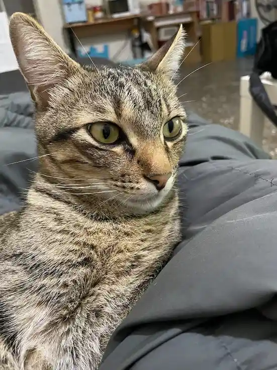 Cat Cuteness Continues: Another Adorable Feline
