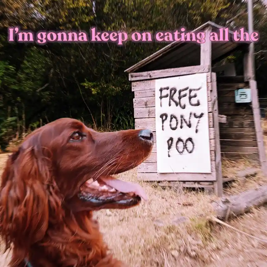 A brown dog with long floppy ears looks eagerly toward a wooden shed with a sign that reads 'FREE PONY POO'. The image has…