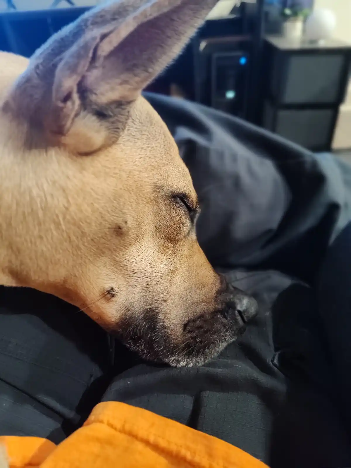 Her squished nose is adorably silly