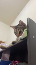 The Cat Chronicles Continue