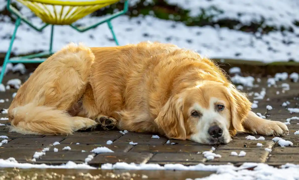 A golden retriever lies on a snowy wooden patio, looking tired and unenthusiastic. Behind it, a yellow and green hammock…