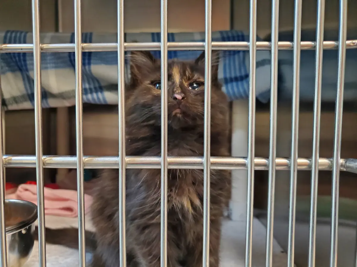 A fluffy tortoiseshell kitten with wide, expressive eyes peers through the vertical bars of a metal cage or playpen. Behind…