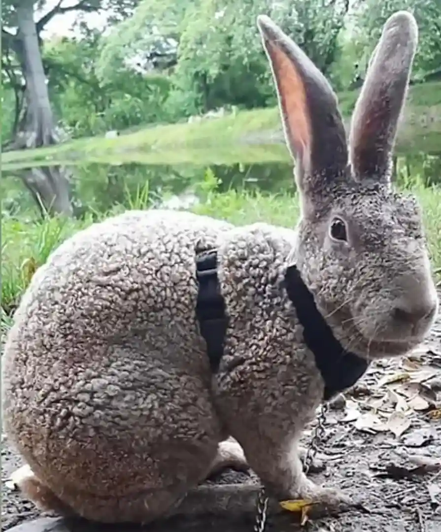 A large, fluffy gray rabbit with long ears sits outdoors near water and grass, wearing a black tactical-style vest with…