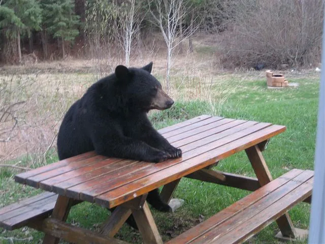 Me, eagerly anticipating the return of memes on Imgur