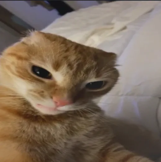 A close-up photo of a ginger cat lying on a white bed, looking directly at the camera with a tired, unimpressed expression…