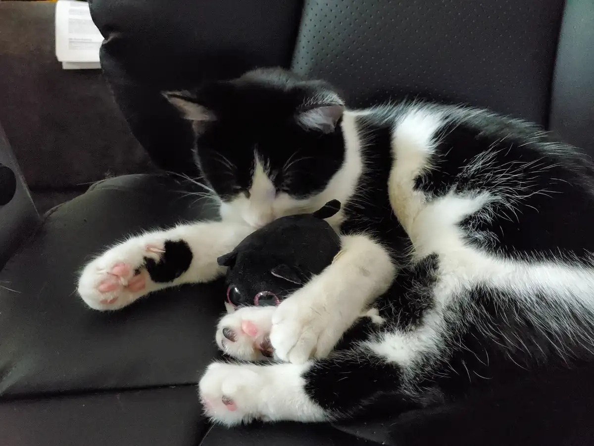 A black and white cat is curled up on a black couch, snuggling a small black stuffed animal that resembles a cat. The cat…