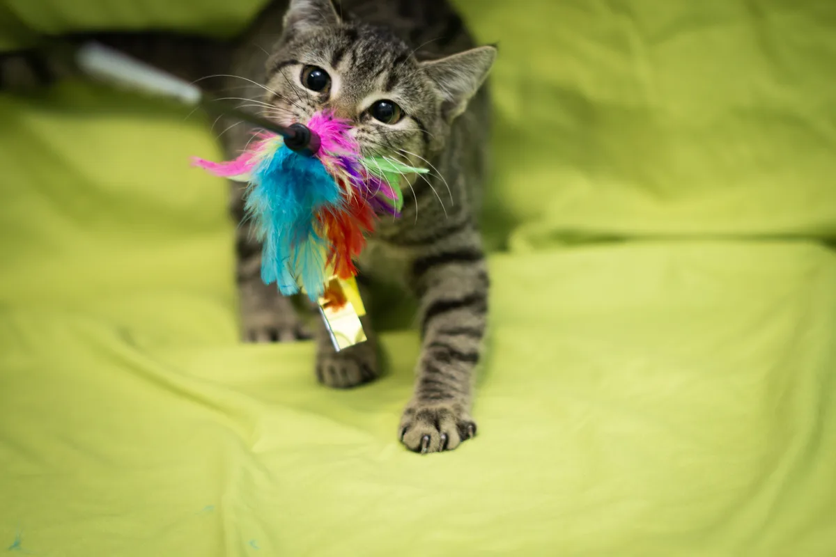 A tabby cat with wide, focused eyes is standing on a lime green fabric surface, holding a colorful feather wand toy in its…
