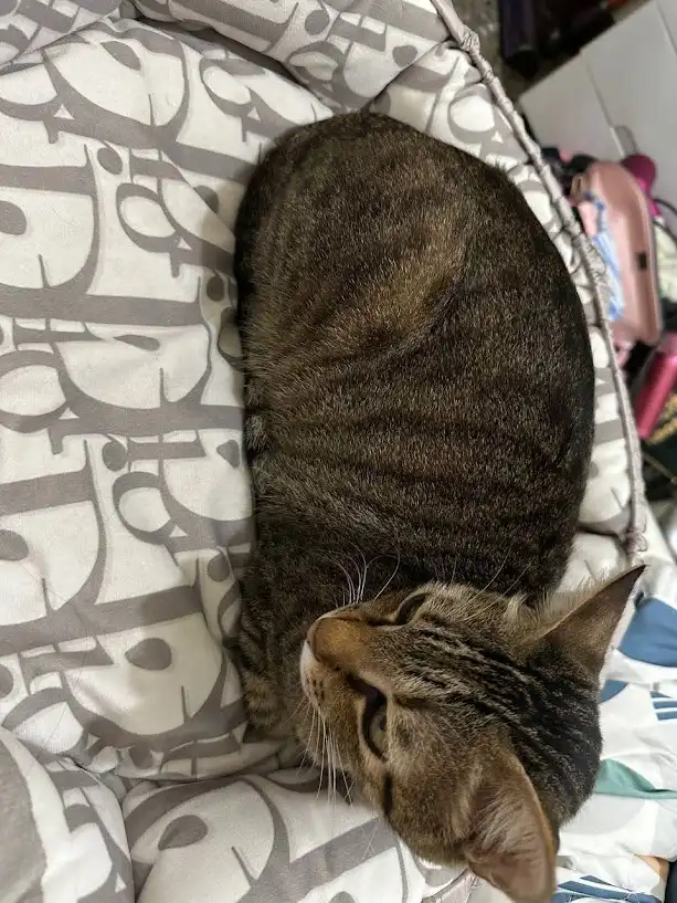 Yet another charming cat moment