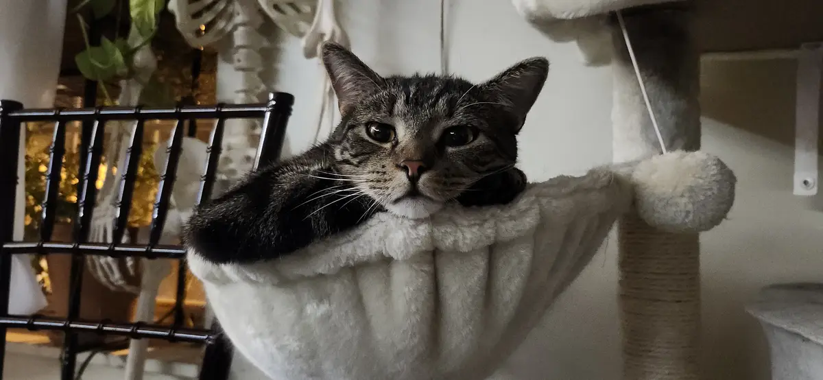 Winston Lost in Contemplation