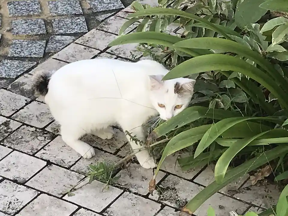 Is that a white cat I see?
