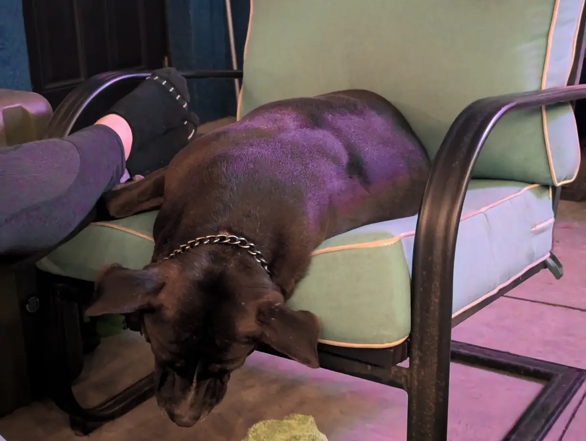 Why Do Pibbles Always Sleep in Such Adorable Positions?