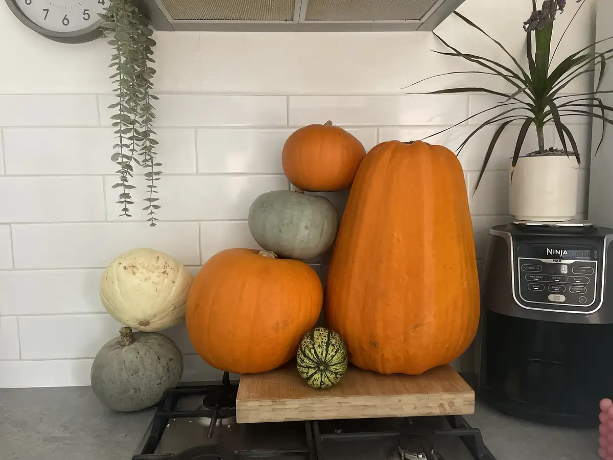 A kitchen counter displays a large, varied collection of pumpkins and gourds stacked on a wooden cutting board placed atop a…