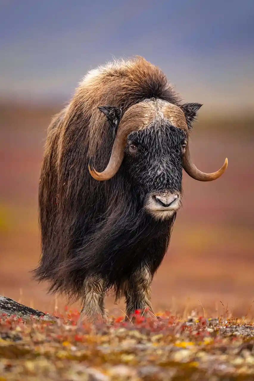 A close-up photograph of a musk ox standing in a tundra landscape with autumnal red and orange vegetation. The animal has…