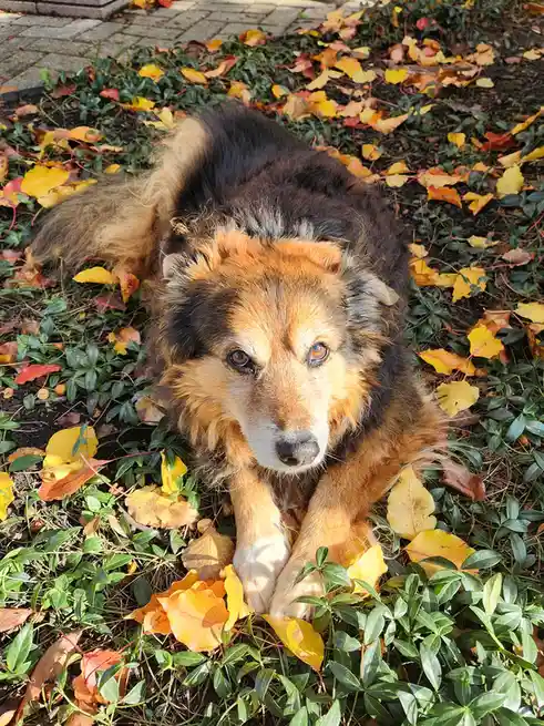 Peanut the dog’s daily adventure - Day 1555