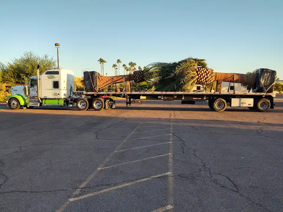 A white semi-truck with green accents is parked in a cracked asphalt lot, hauling a very long, unusually shaped palm tree…