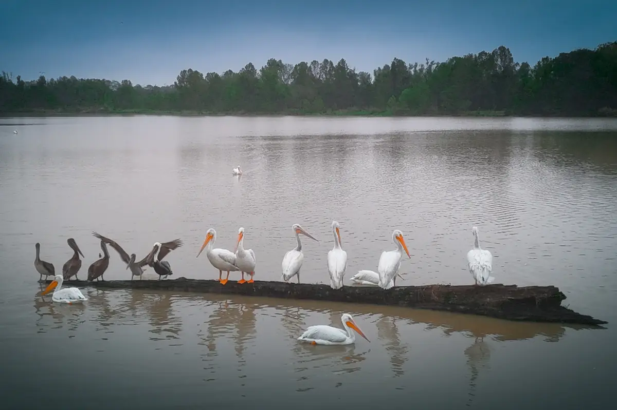 A group of white and brown pelicans are gathered on a log in a calm body of water, with trees in the background. The…