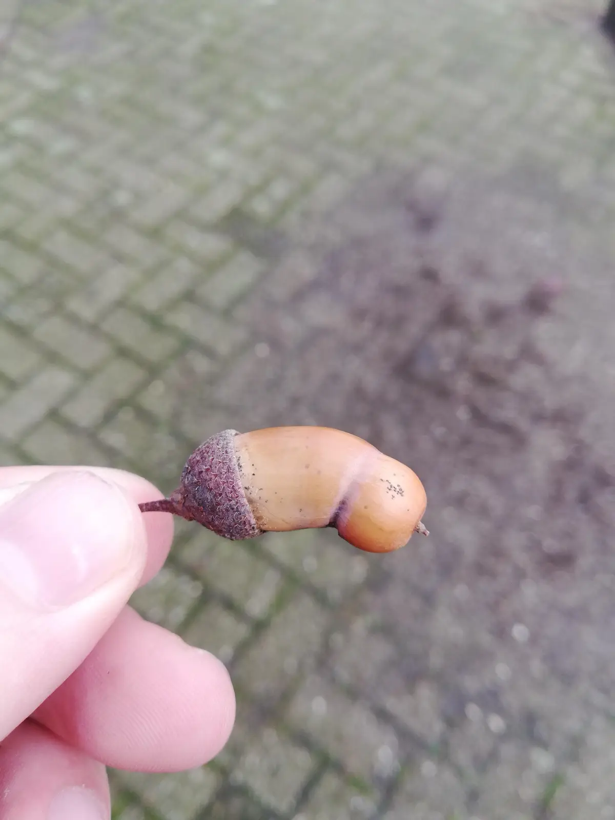 A hand holds a single acorn against a blurred brick pavement background. The acorn has a noticeable, unnatural bulge on its…