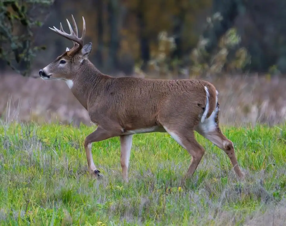 A male deer with large antlers is walking through a grassy field with trees in the background. The image has text overlaid…