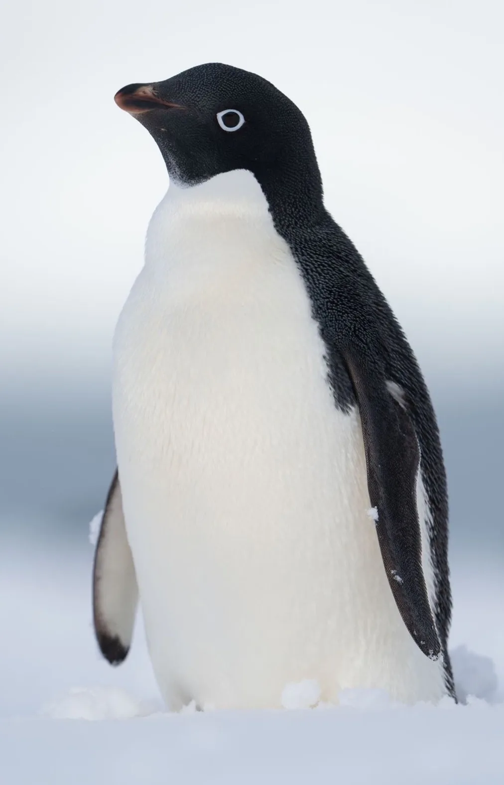 The Adorable Penguin in Action