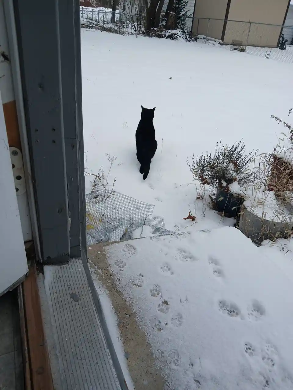 A black cat walks away from a doorway into a snowy yard, leaving clear paw prints in the snow behind it. The cat is viewed…