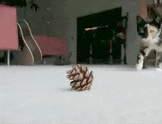 A sequence of six images shows a calico cat approaching a pinecone on a light-colored floor, then sniffing it, and finally…