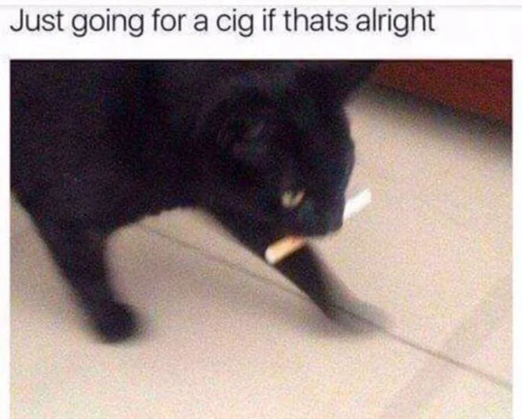 A blurry image of a black cat walking on a light-colored floor with a white cigarette held in its mouth. The text at the top…