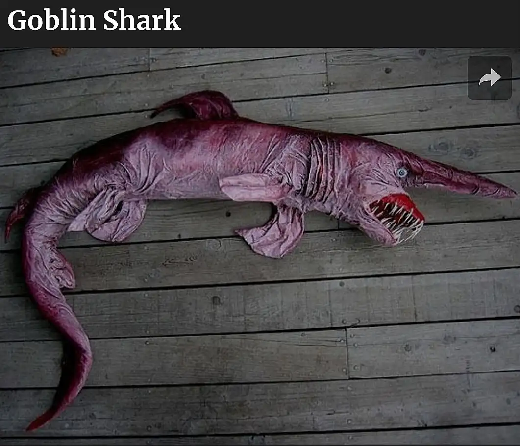 A real goblin shark, a deep-sea fish with a long snout and sharp teeth, lies on a wooden deck. The image has the text…