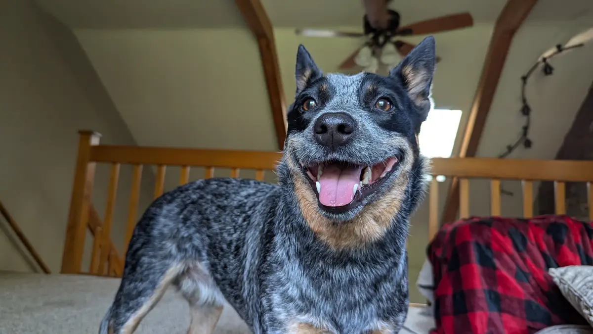 Adorable Puppies Beaming with Happiness