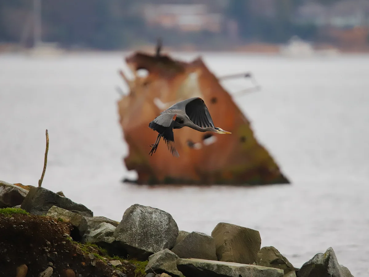 Majestic Heron Takes Flight