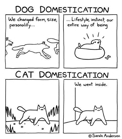 The Adorable World of Cats