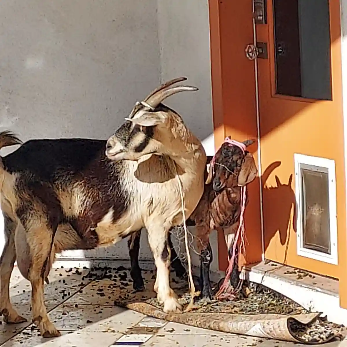 Two goats stand side by side in front of an orange door with a pet door. The larger goat has a pink rope tied around its…