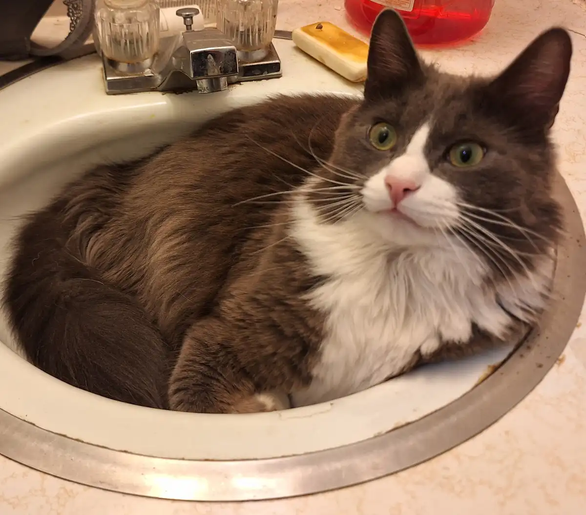 A fluffy gray and white cat with green eyes is curled up inside a white bathroom sink, looking directly at the camera with a…