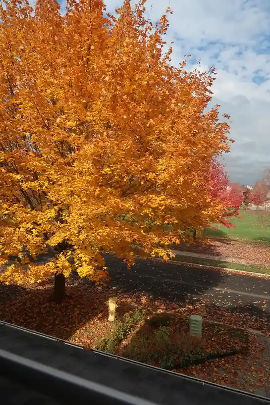 A vibrant autumn scene shows a large tree with brilliant orange leaves dominating the foreground, with fallen leaves…