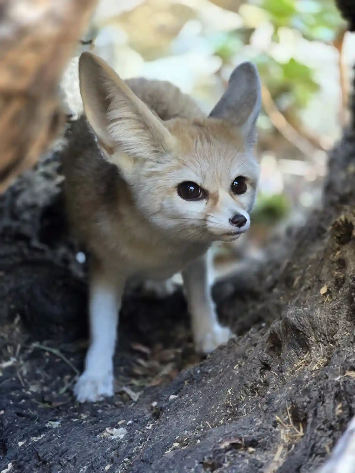 A close-up photo of a fennec fox with large ears and wide eyes, peeking out from behind a dark, textured log or rock in a…