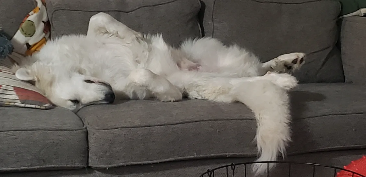 Meet the Most Adorable Derpy Boy