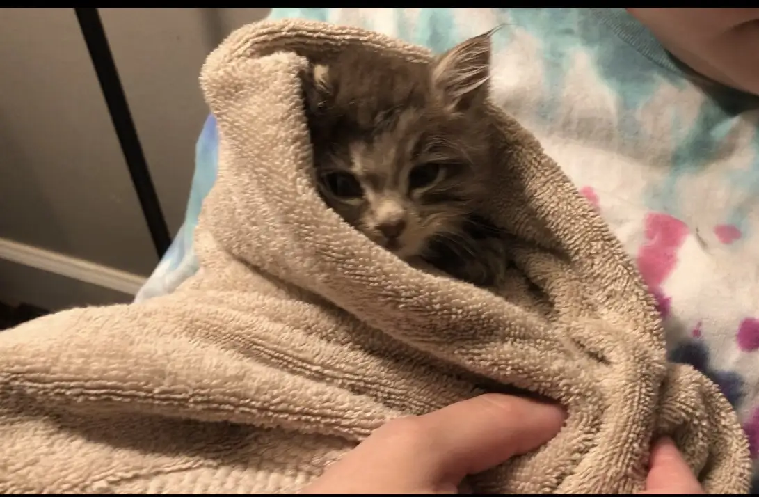 A small, fluffy gray tabby kitten with wide, sad eyes peeks out from a beige towel being held by a person's hands. The…