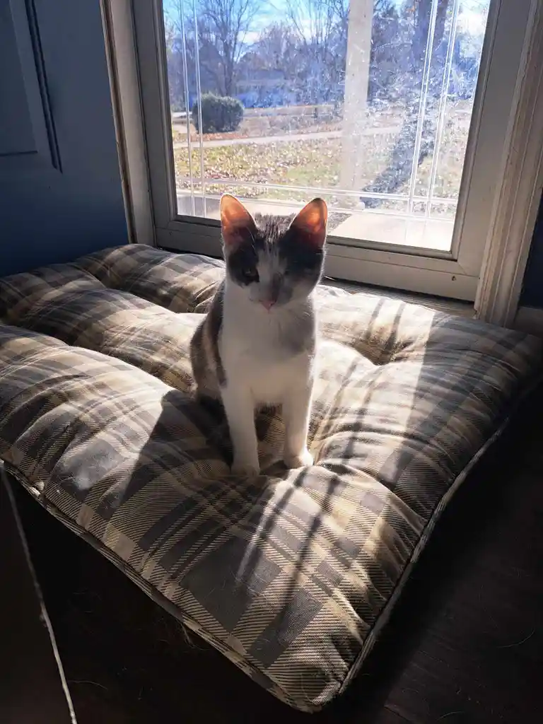 A gray and white cat sits upright on a plaid cushion placed on a wooden floor directly in front of a window, basking in…