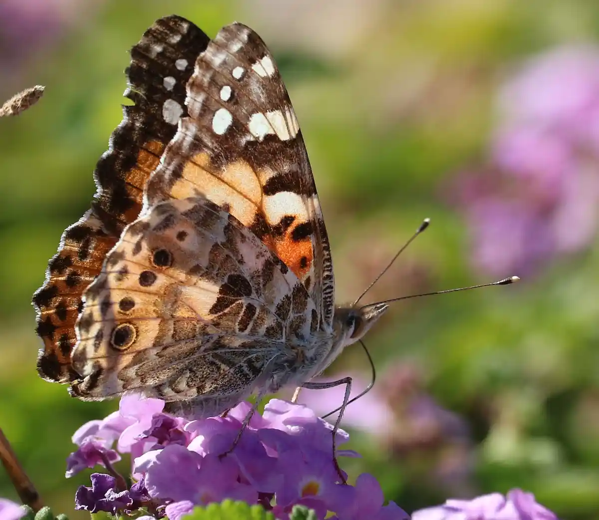 A close-up photograph shows a painted lady butterfly perched on a cluster of small purple flowers. The butterfly's wings are…
