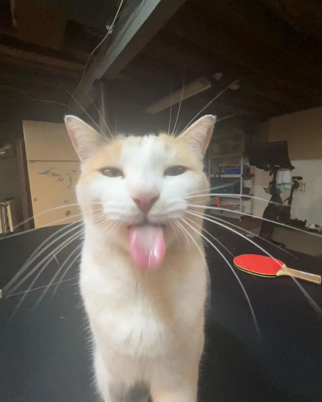 A close-up photo of a white and orange cat with its tongue sticking out, looking directly at the camera. The cat is sitting…