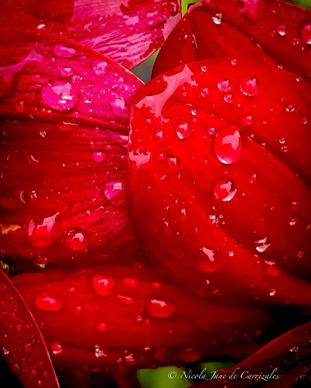 A close-up photo of vibrant red flower petals covered in glistening water droplets, with a watermark in the bottom right…