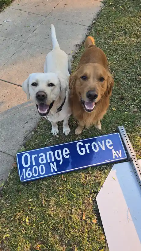 The intriguing tale of Shadow and Chance